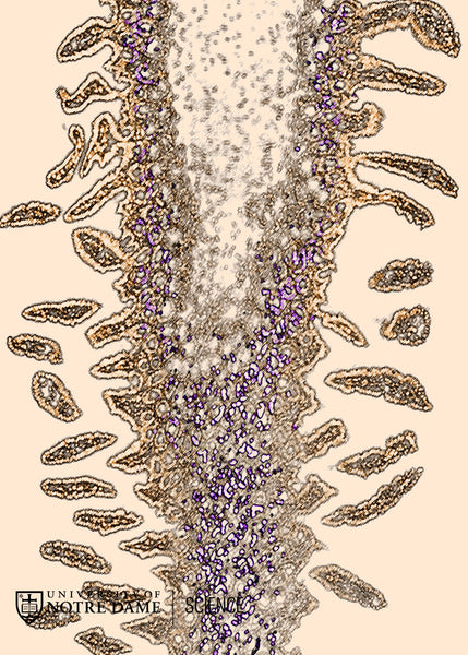 Purple Gain